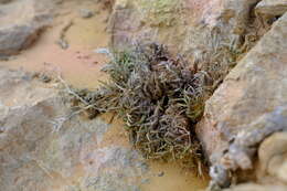 Image of Dregeochloa pumila (Nees) Conert