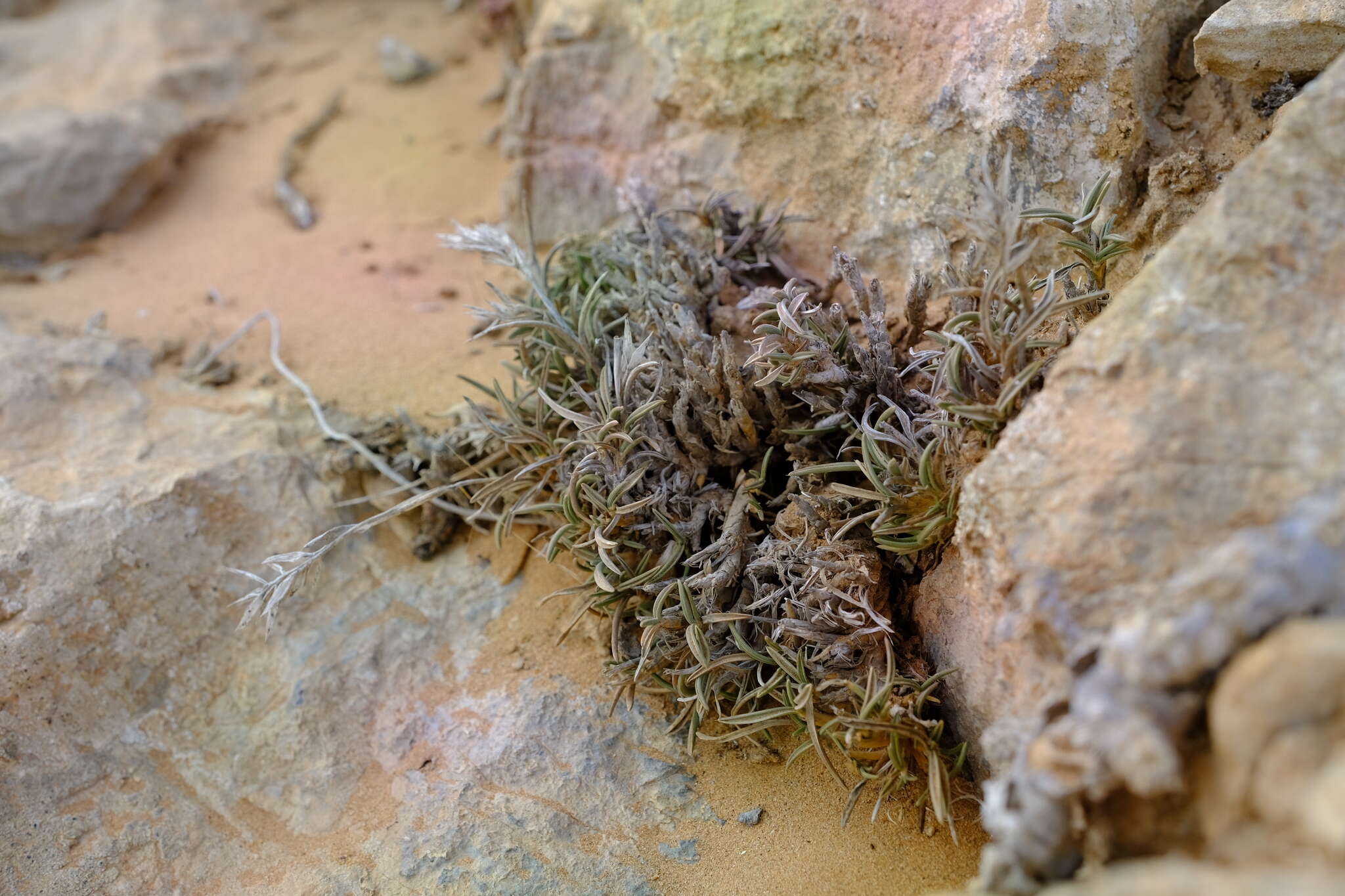 Image of Dregeochloa pumila (Nees) Conert