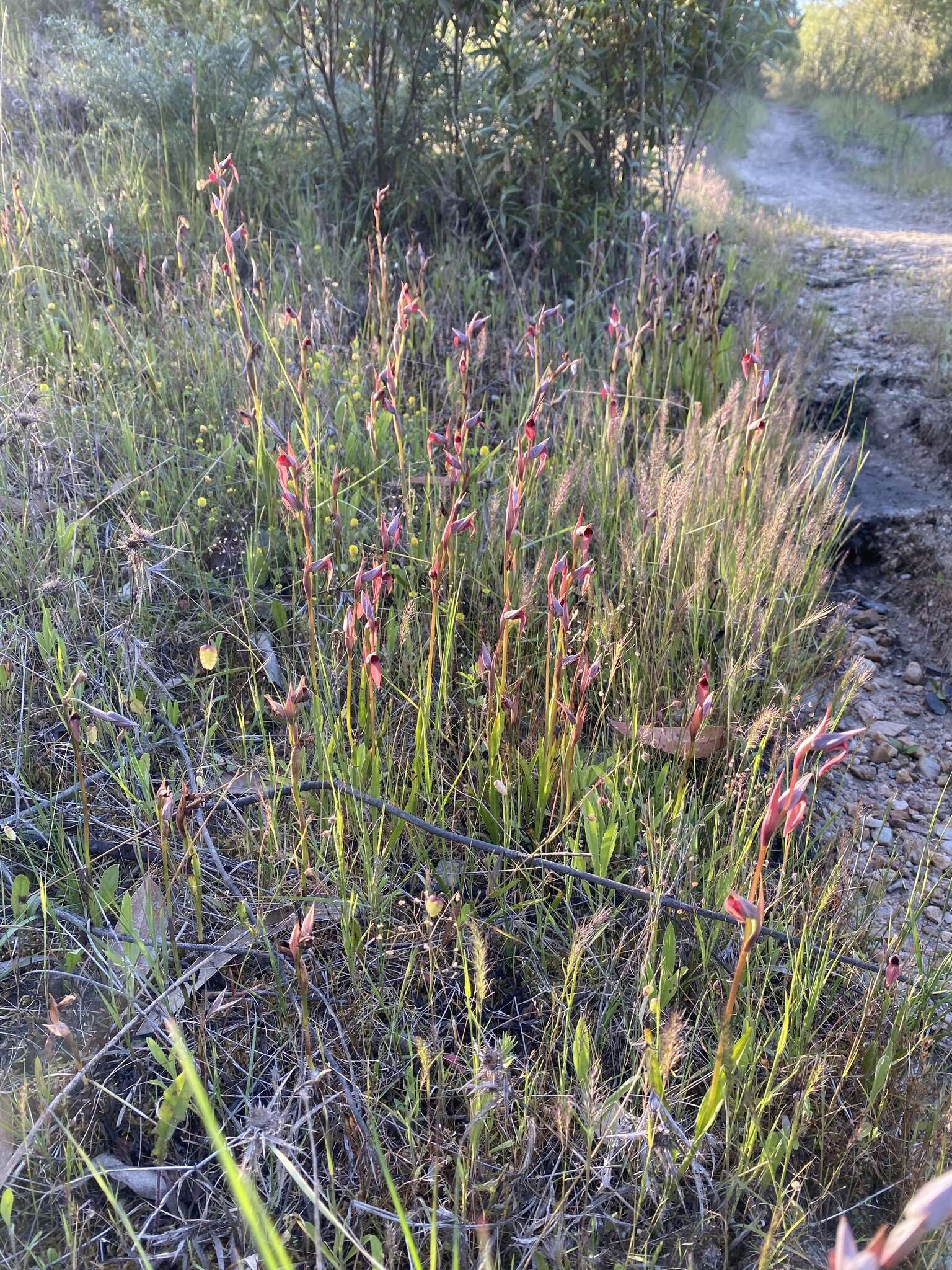 صورة Serapias strictiflora Welw. ex Veiga