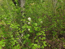 Image of mountain witchalder