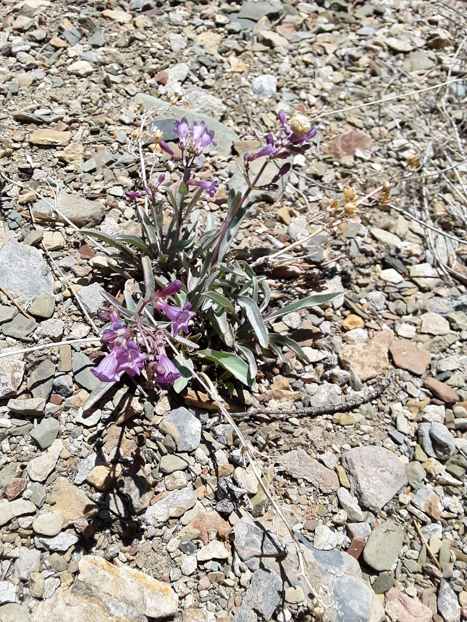 Image of Lone Pine beardtongue