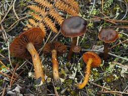 Слика од Cortinarius aurantiobasis Ammirati & A. H. Sm. 1977