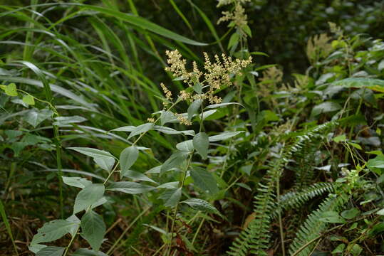 Image of Artemisia anomala S. Moore