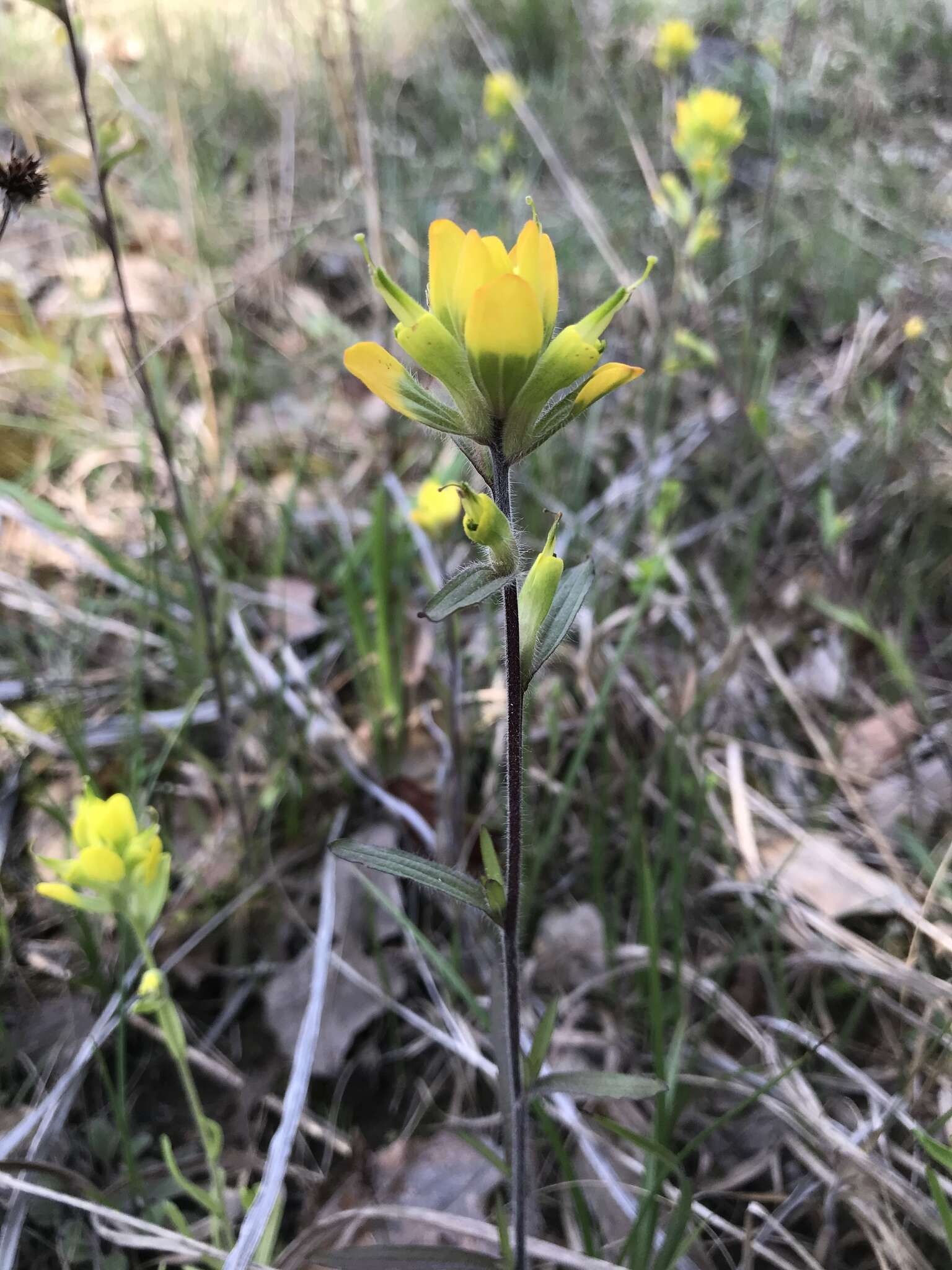 Слика од Castilleja kraliana J. R. Allison