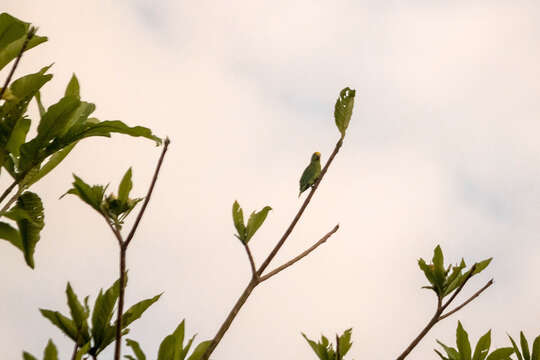 Image of Tui Parakeet