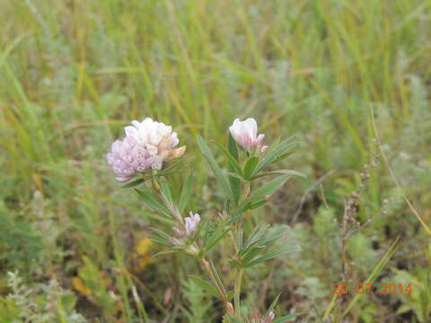 Image of lupine clover