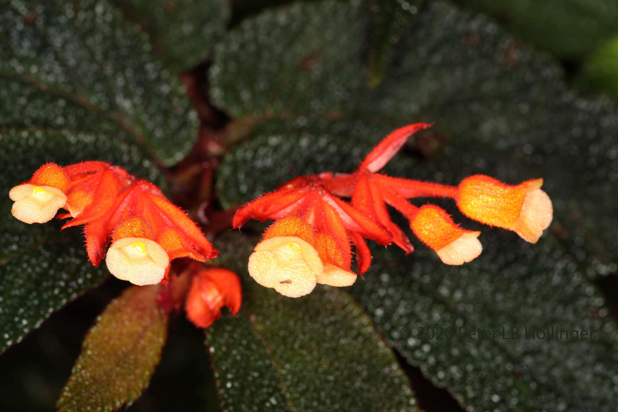 Слика од Begonia lehmannii (Irmsch.) L. B. Sm. & B. G. Schub.