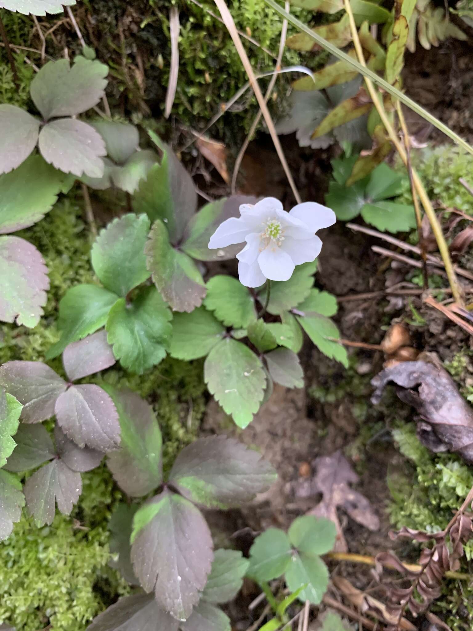 Слика од Anemone lancifolia Pursh