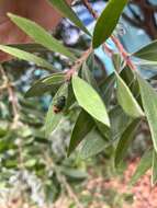 Image of Castiarina kerremansi (Blackburn 1890)