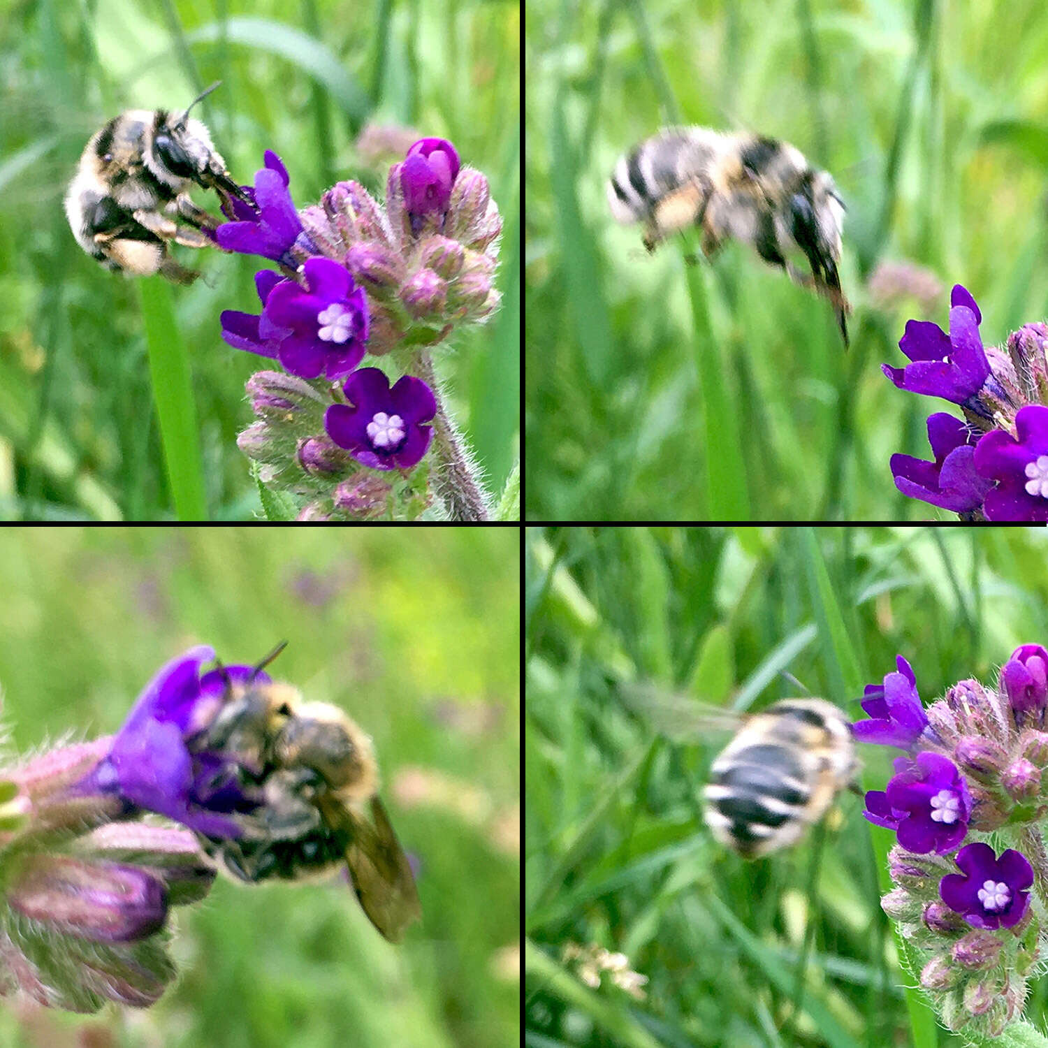 Image of Anthophora aestivalis (Panzer 1801)