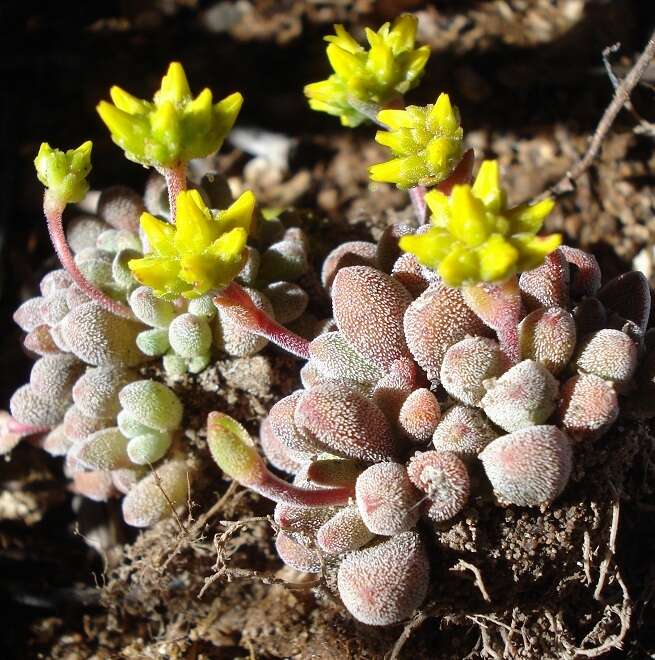 Crassula namaquensis subsp. comptonii (Hutch. & Pillans) Tölken resmi