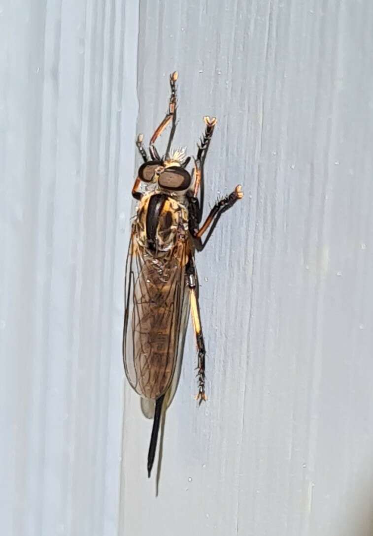 Image of Cerdistus fuscipennis (Macquart 1838)