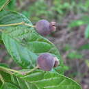 Image of Campomanesia dichotoma (Berg) Mattos