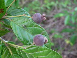 Image of Campomanesia dichotoma (Berg) Mattos