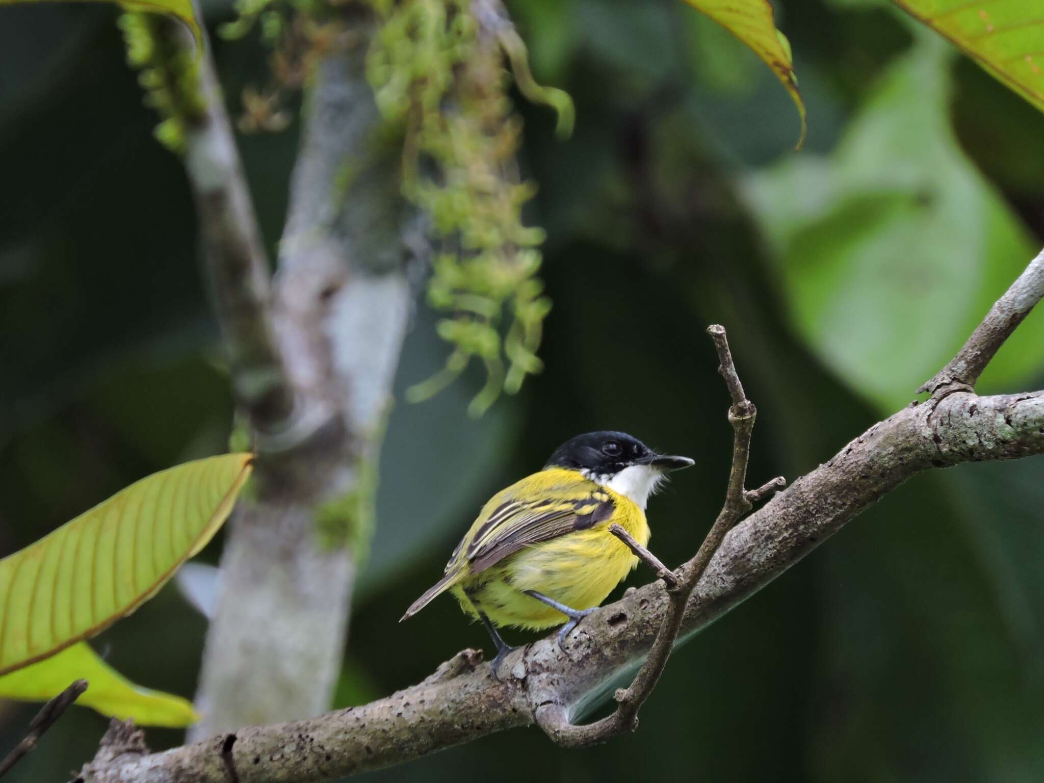 Image of Black-headed Tody-Flycatcher