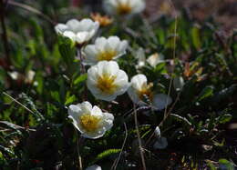 صورة Dryas octopetala subsp. alaskensis (A. Pors.) Hult.