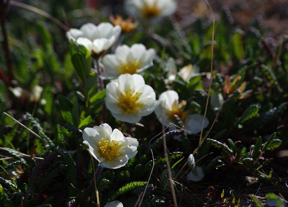 Imagem de Dryas octopetala subsp. alaskensis (A. Pors.) Hult.