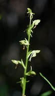 Image of Canyon Bog Orchid