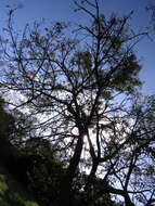 Image of Ceiba pubiflora (A. St.-Hil.) Schum.