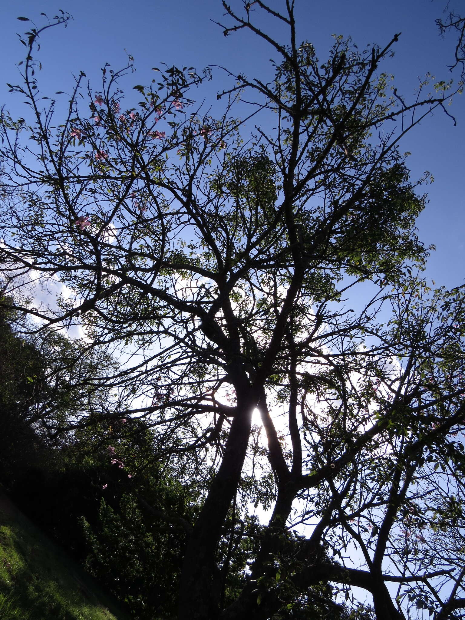 Image of Ceiba pubiflora (A. St.-Hil.) Schum.