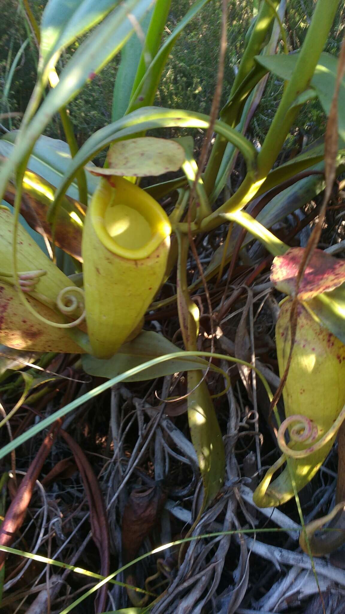 Image of Madagascar pitcher plant