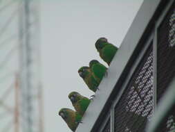 Image of Maroon-bellied Parakeet