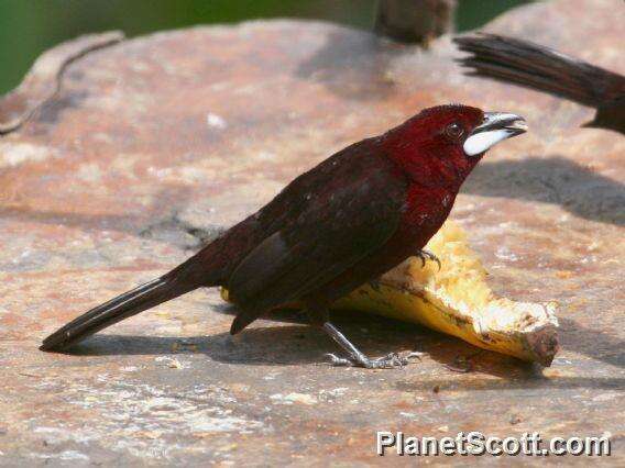 Image of Silver-beaked Tanager