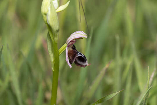 Image of Ophrys reinholdii Spruner ex Fleischm.