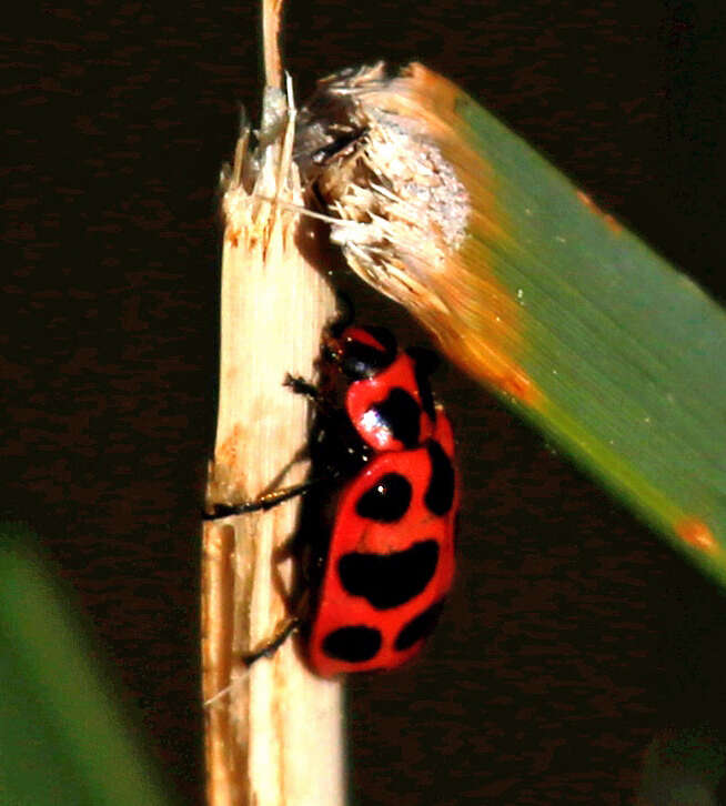 صورة Coleomegilla maculata strenua (Casey 1899)