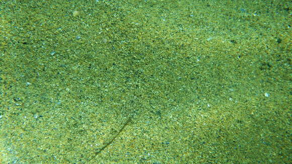 Image of Common Dragonet