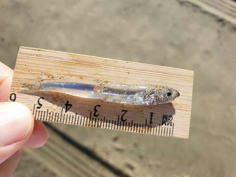 Image of Australian anchovy