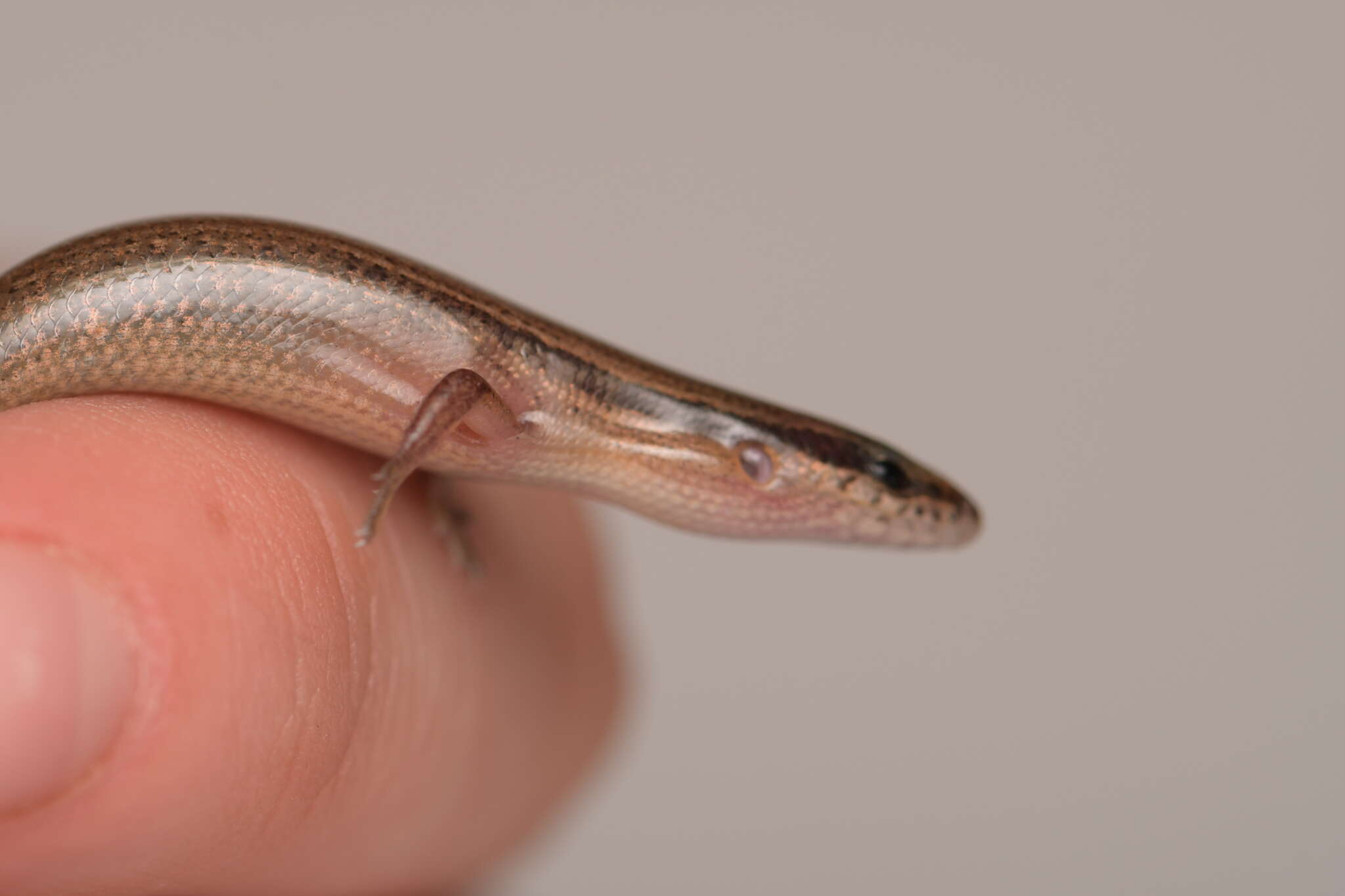 Image of Red Forest Skink