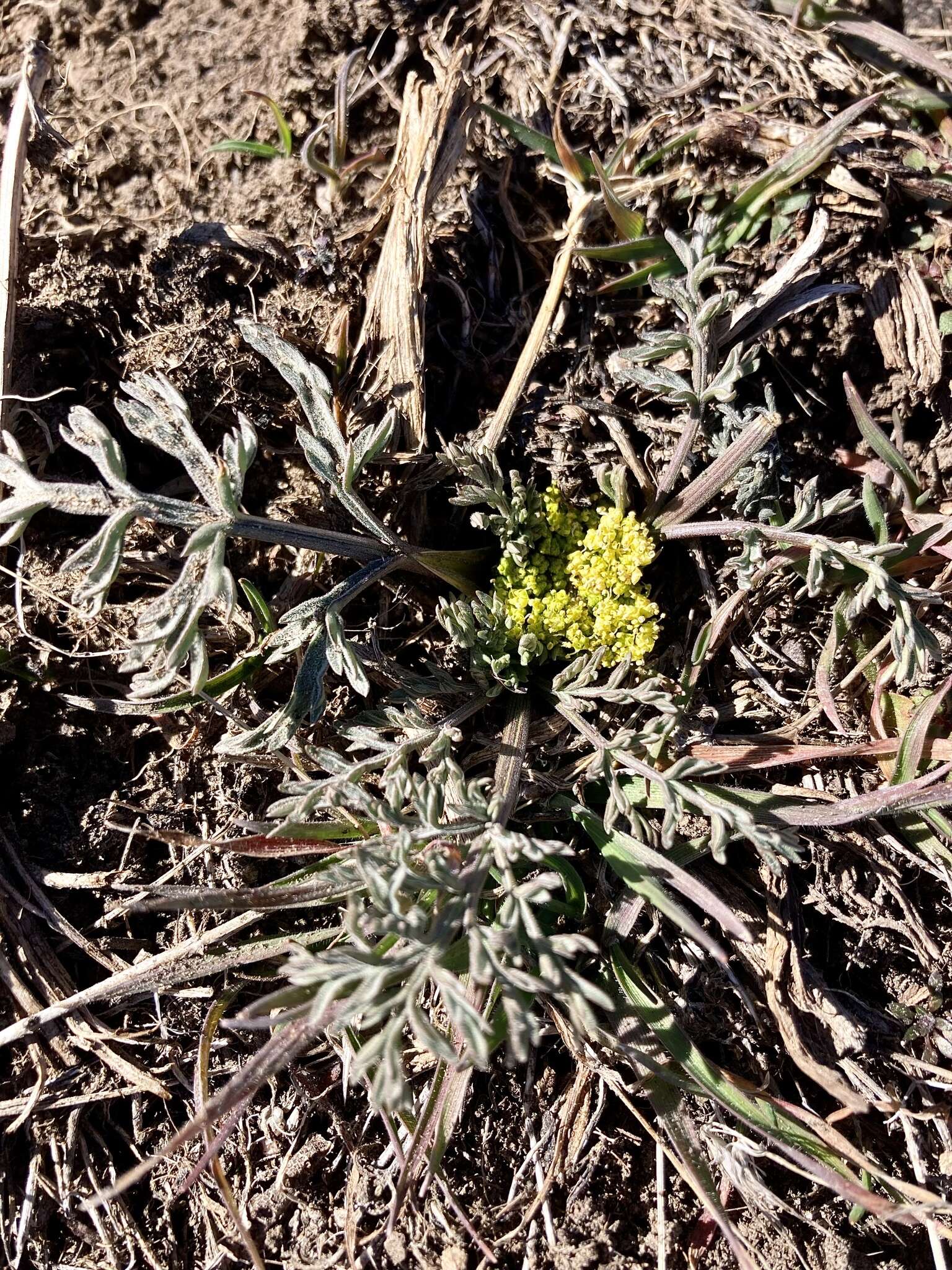 Слика од Lomatium austiniae (Coult. & Rose) Coult. & Rose