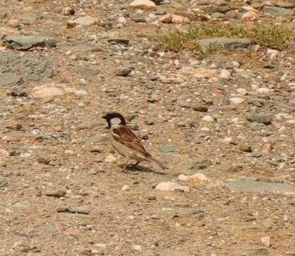 Passer domesticus indicus Jardine & Selby 1831 resmi