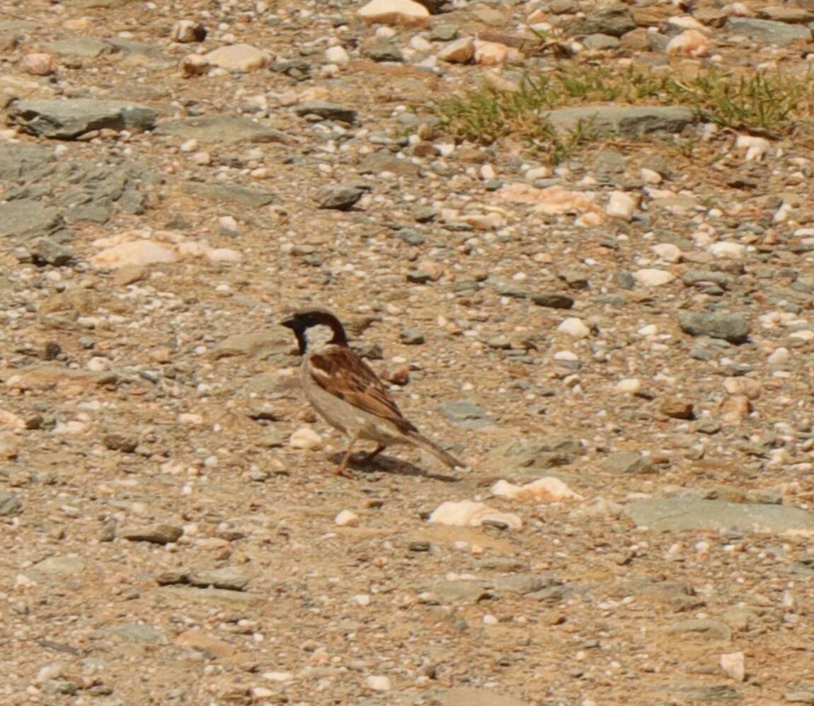 Image of Passer domesticus indicus Jardine & Selby 1831