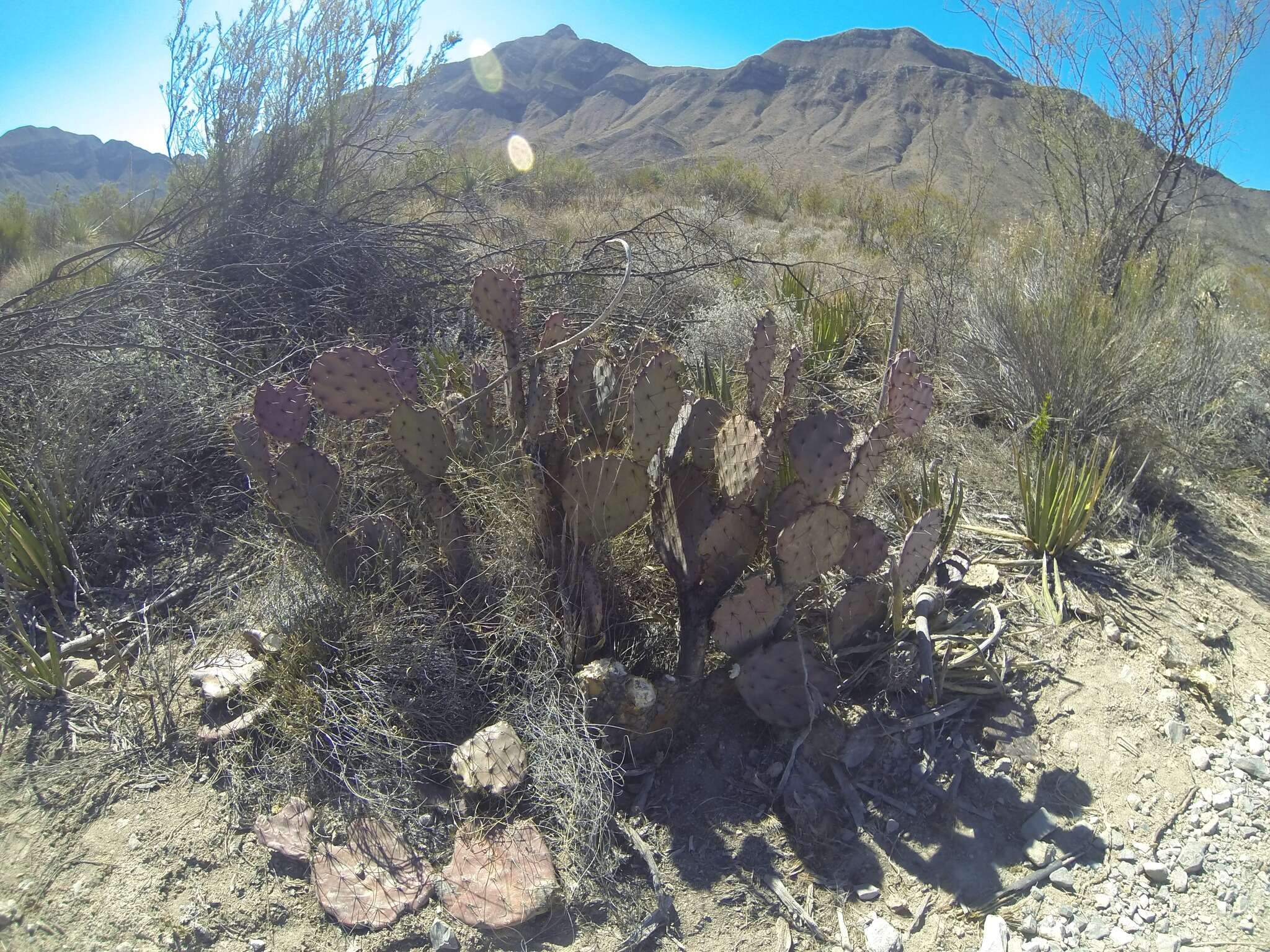 Image of Black-spined pricklypear