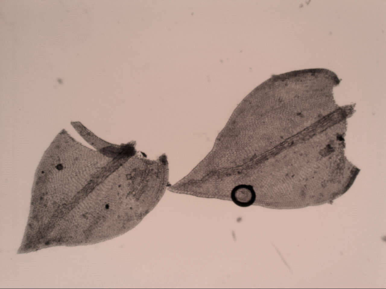 Image of Pseudoleskeopsis imbricata Thériot 1929