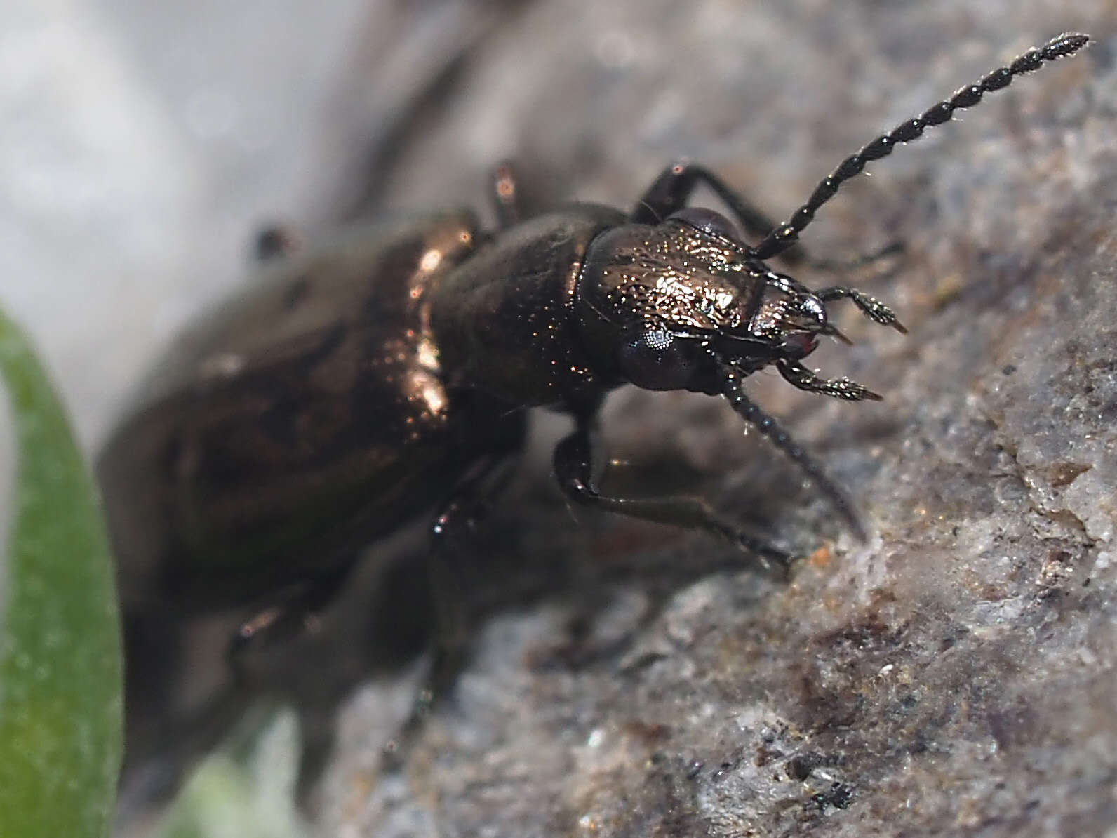 Image of Bembidion (Testedium) bipunctatum (Linnaeus 1760)