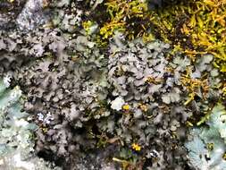 Image of hispid wreath lichen