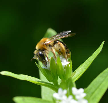 Image of Andrena pruni Robertson 1891