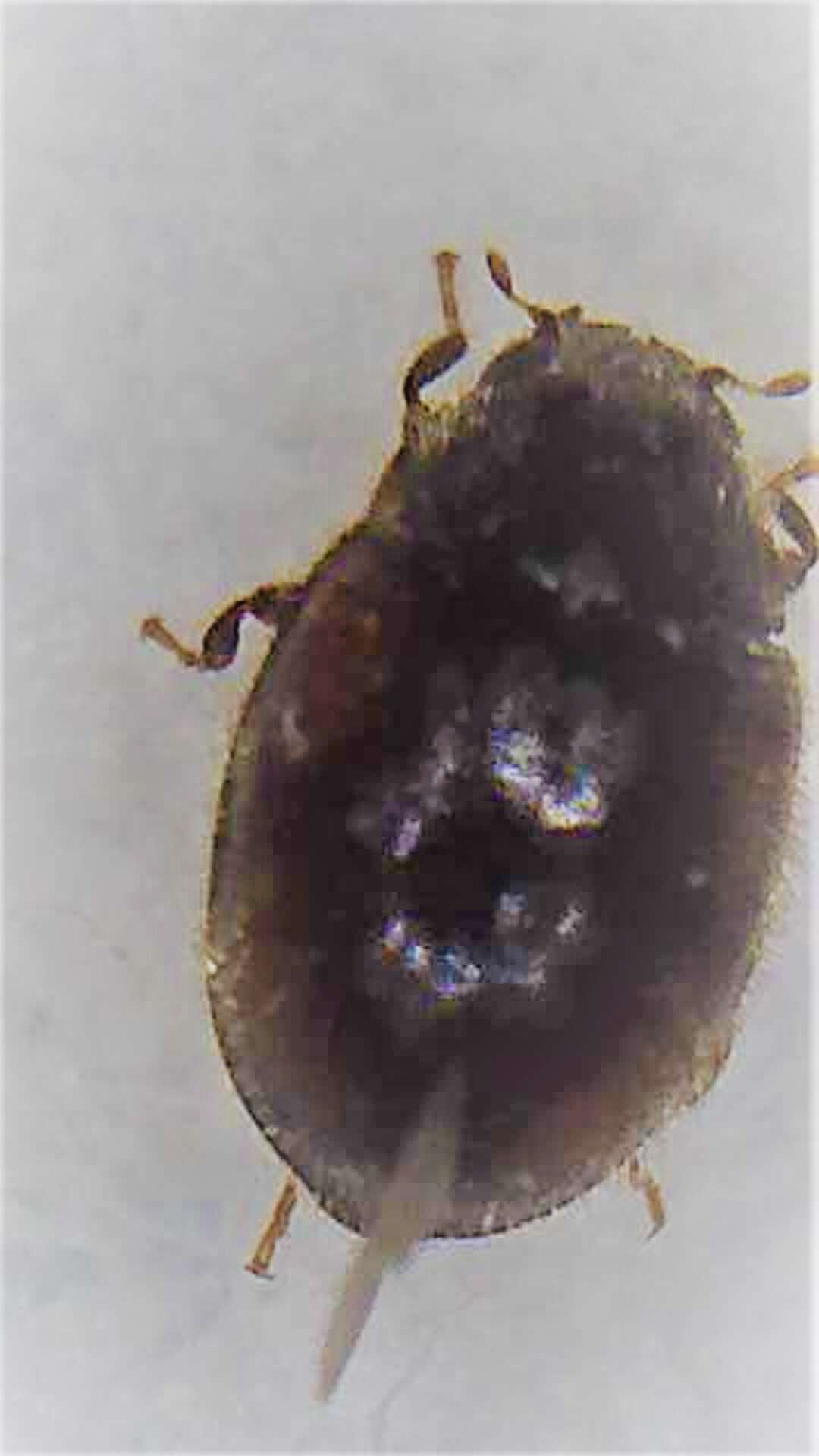 Image of <i>Scymnus blackburni</i>