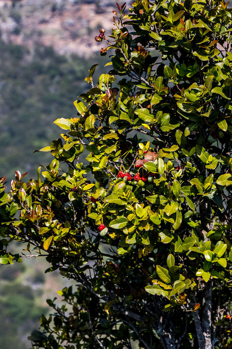 Image de Ochna arborea Burch. ex DC.