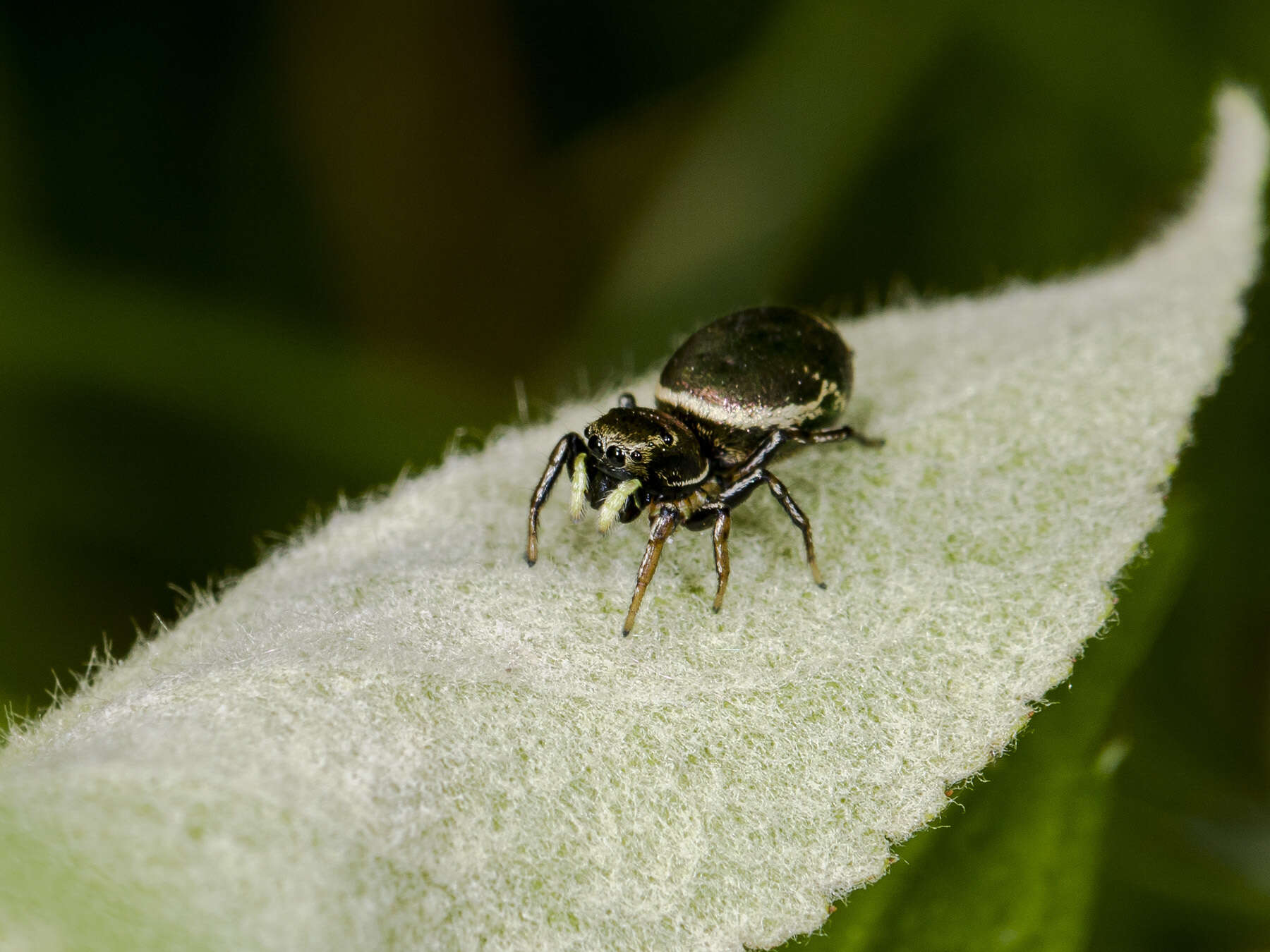 Image of Heliophanus auratus C. L. Koch 1835