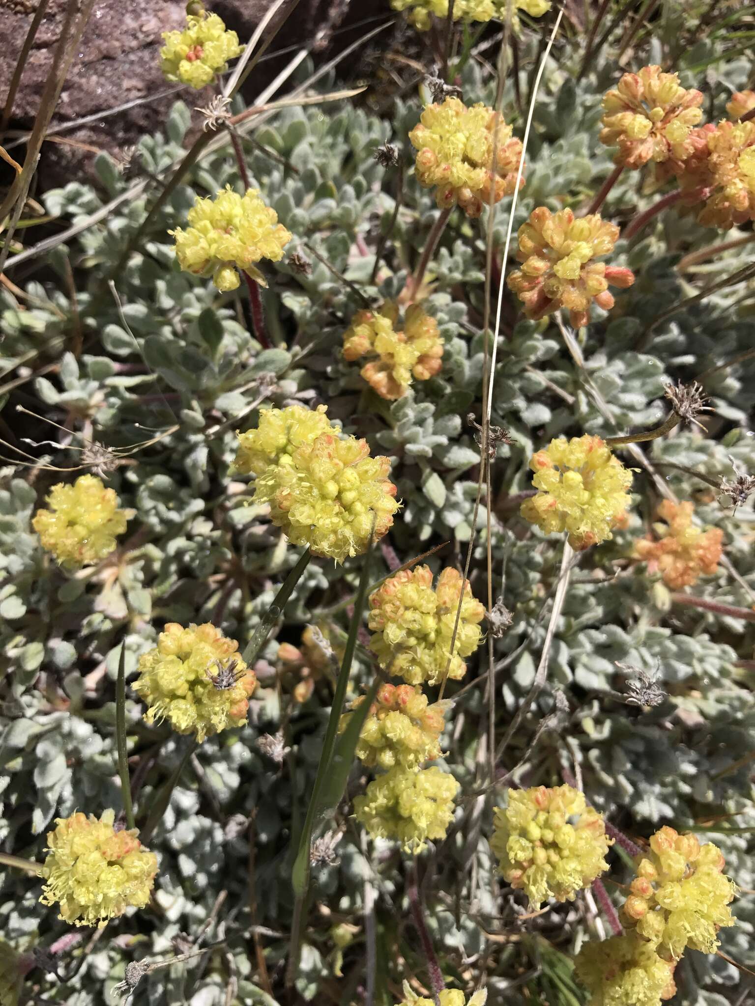 Imagem de Eriogonum caespitosum Nutt.