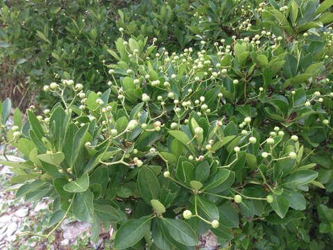 Plancia ëd Euonymus japonicus Thunb.