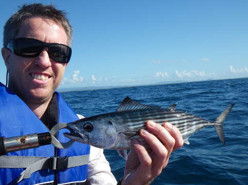 Image of Australian Bonito