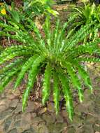 Image of Asplenium antiquum Mak.