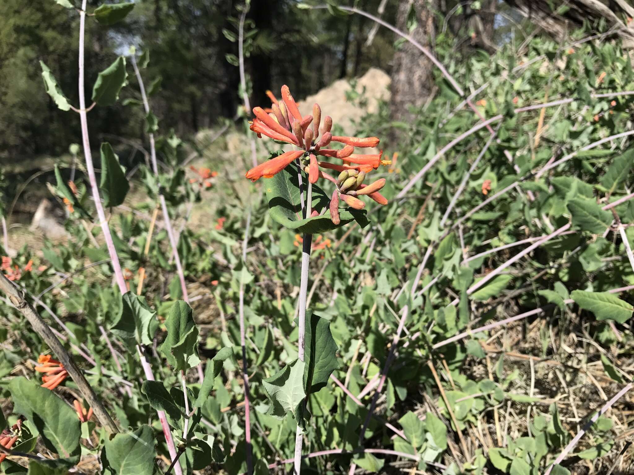 Image of Arizona honeysuckle