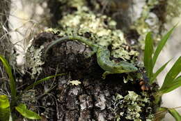 Image of Mixtecan Arboreal Alligator Lizard