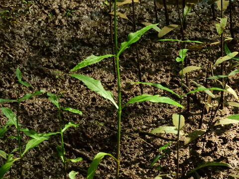 Physostegia leptophylla Small的圖片